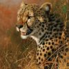 African Cheetah Paint By Numbers