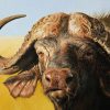 Buffalo Animal Paint By Numbers