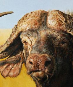 Buffalo Animal Paint By Numbers