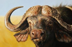 Buffalo Animal Paint By Numbers