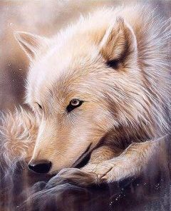 Alaskan Gray Wolf Animals Paint By Numbers