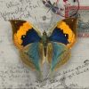 Antique Butterfly Paint By Numbers