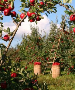 Apples Fields Paint By Numbers