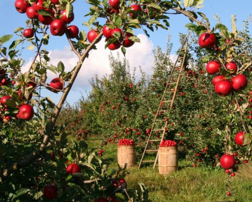 Apples Fields Paint By Numbers