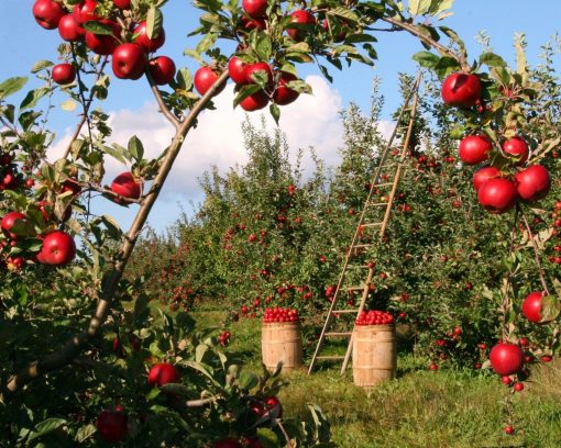 Apples Fields Paint By Numbers