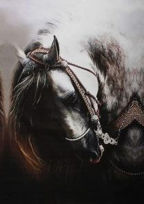 Arabic Horse Paint By Numbers