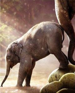 Baby Elephant Paint By Numbers