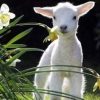 Baby Lamb Paint By Numbers