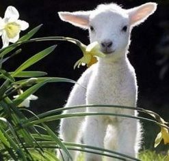 Baby Lamb Paint By Numbers