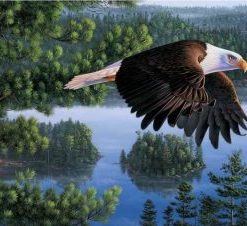 Bald Eagle Paint By Numbers