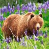 Bear Lavender Field Paint By Numbers