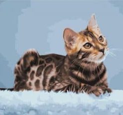 Bengal Cat Paint By Numbers