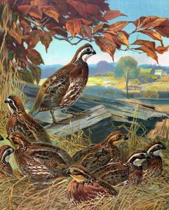 Quail Bird Paint By Numbers