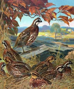 Quail Bird Paint By Numbers