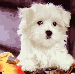 Bichon Frise Paint By Numbers