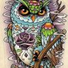 Bird Owl Paint By Numbers