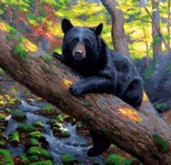 Black Bear Paint By Numbers