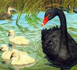 Black Ducks Paint By Numbers