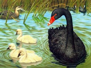 Black Ducks Paint By Numbers