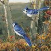 Blue Jay Paint By Numbers