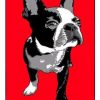 Boston Terrier Paint By Numbers