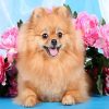 Brown Pomeranian Paint By Numbers