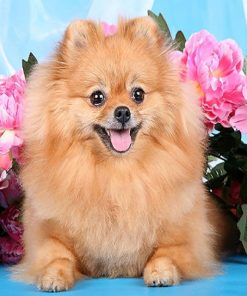 Brown Pomeranian Paint By Numbers