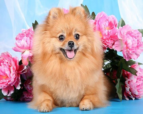 Brown Pomeranian Paint By Numbers