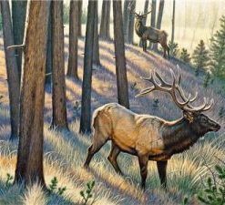 Bull Elk Paint By Numbers