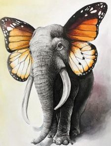 Butterfly Elephant Paint By Numbers