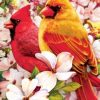 Cardinals Bird Paint By Numbers