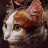 Cat Paint By Numbers