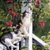 Cats Resting Paint By Numbers