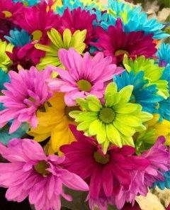 Colorful Daisies Paint By Numbers