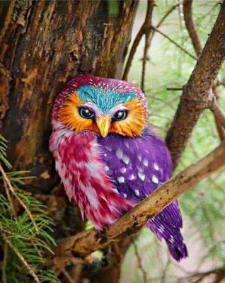 Colorful Owls Paint By Numbers