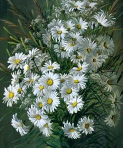 Common Daisy Paint By Numbers