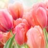 Coral Tulip Paint By Numbers