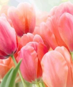 Coral Tulip Paint By Numbers