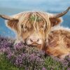 Cow In Heather Paint By Numbers