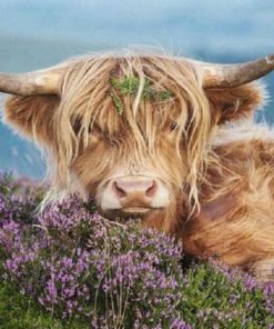 Cow In Heather Paint By Numbers