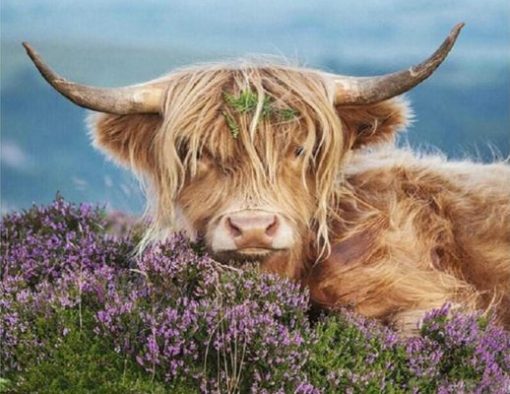 Cow In Heather Paint By Numbers