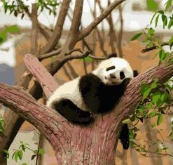 Cozy Panda Paint By Numbers