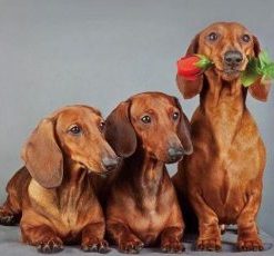 Dachshund Dogs Paint By Numbers