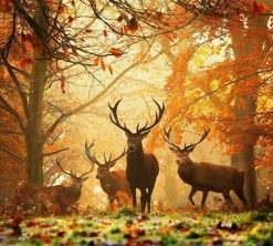 Deers in Forest Paint By Numbers