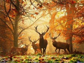 Deers in Forest Paint By Numbers