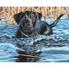 Dog Swimming Paint By Numbers