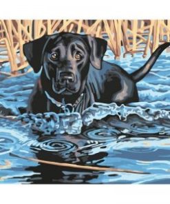 Dog Swimming Paint By Numbers