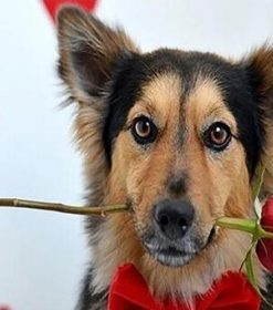 Dog With Rose Paint By Numbers