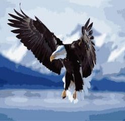 Eagle Wings Paint By Numbers