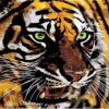 Eyes of Tiger Paint By Numbers